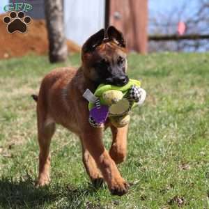 Easton, Belgian Malinois Puppy